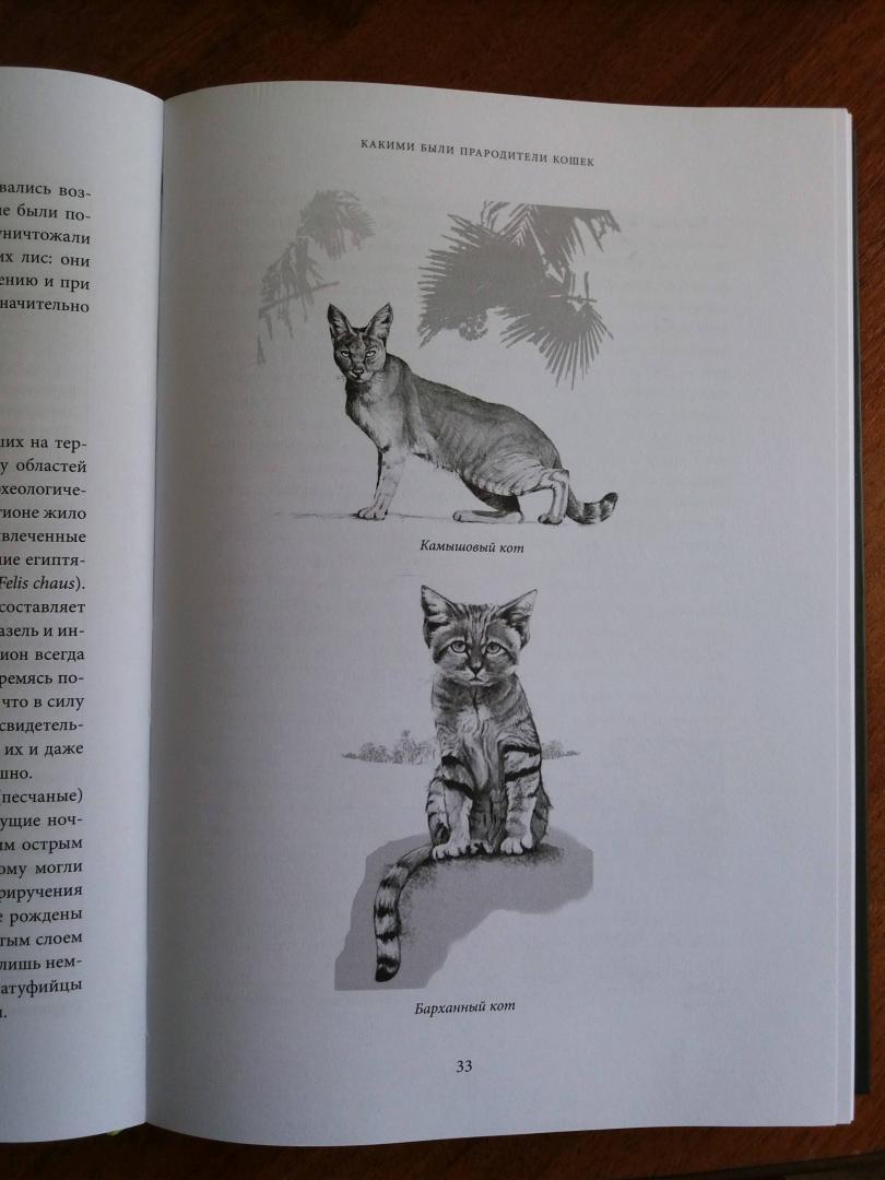 Иллюстрация 9 из 21 для Тайная жизнь кошки. Как понять истинную природу питомца и стать для него лучшим другом - Джон Брэдшоу | Лабиринт - книги. Источник: Лабиринт