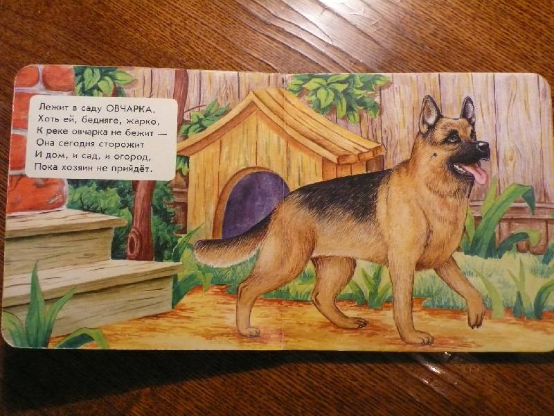 Иллюстрация 3 из 4 для Собачьи секреты - Наталья Мамина | Лабиринт - книги. Источник: mechtatel30