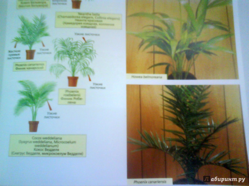 Иллюстрация 8 из 11 для Библия комнатных растений - Дэвид Хессайон | Лабиринт - книги. Источник: Мила