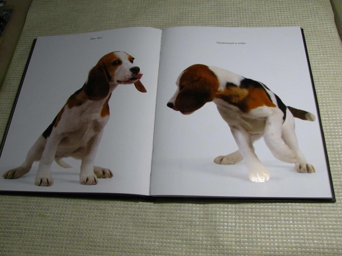 Иллюстрация 27 из 37 для Жизнь собак - Громис ди Трана Катерина | Лабиринт - книги. Источник: leo tolstoy
