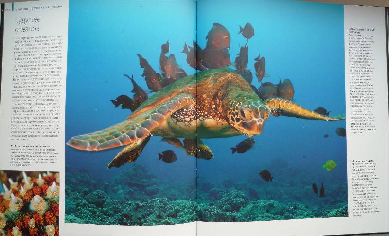 Иллюстрация 12 из 65 для Океаны - Хатчинсон, Хоукинс | Лабиринт - книги. Источник: Igra