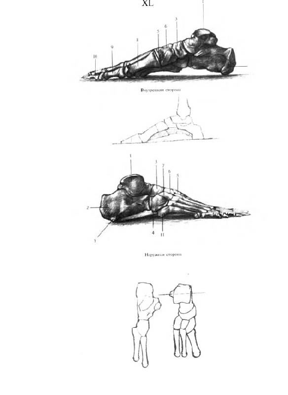Иллюстрация 6 из 25 для Анатомия для художников - Ене Барчаи | Лабиринт - книги. Источник: Afina