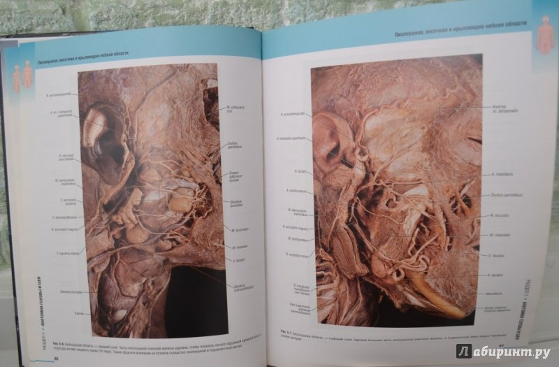 Иллюстрация 4 из 14 для Атлас клинической анатомии - Мозес, Бэнкс, Нава, Петерсен | Лабиринт - книги. Источник: Космос