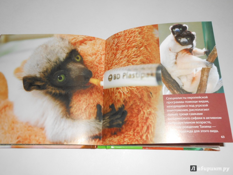 Иллюстрация 19 из 23 для Детеныши животных - Блэйман, Истланд | Лабиринт - книги. Источник: Леан
