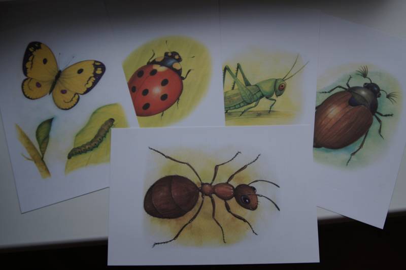 Рисование на тему насекомые в старшей группе. Рисование насекомые в дет саду. Рисование насекомые в подготовительной группе. Рисование насекомые старшая группа. Рисование насекомые средняя группа.