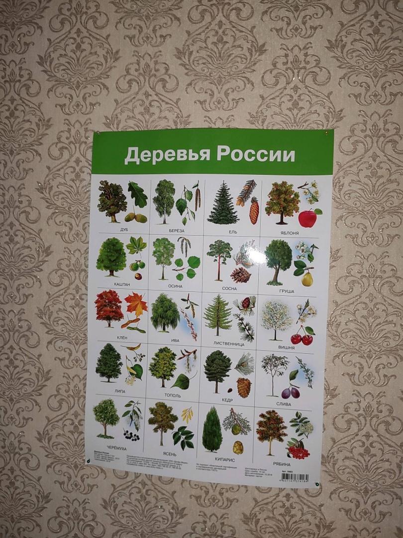 Иллюстрация 13 из 17 для Плакат "Деревья России" (2883) | Лабиринт - книги. Источник: Amayadesu