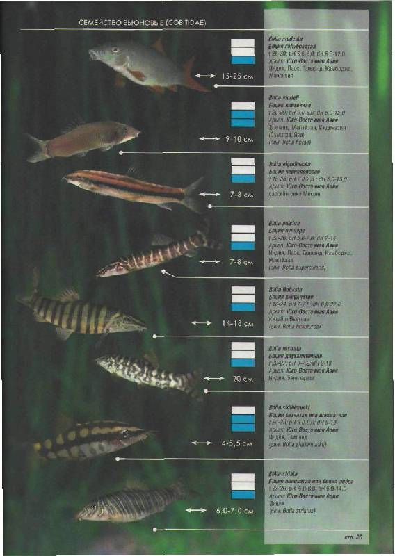 Иллюстрация 21 из 28 для Все об аквариумных рыбках. Атлас-справочник | Лабиринт - книги. Источник: Юта