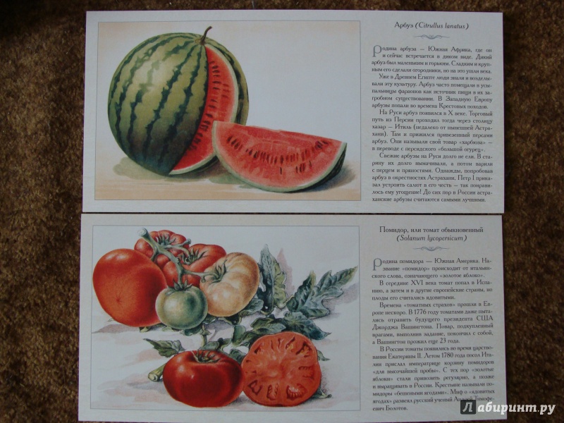 Иллюстрация 9 из 21 для Овощи | Лабиринт - книги. Источник: Elizabeth Batori
