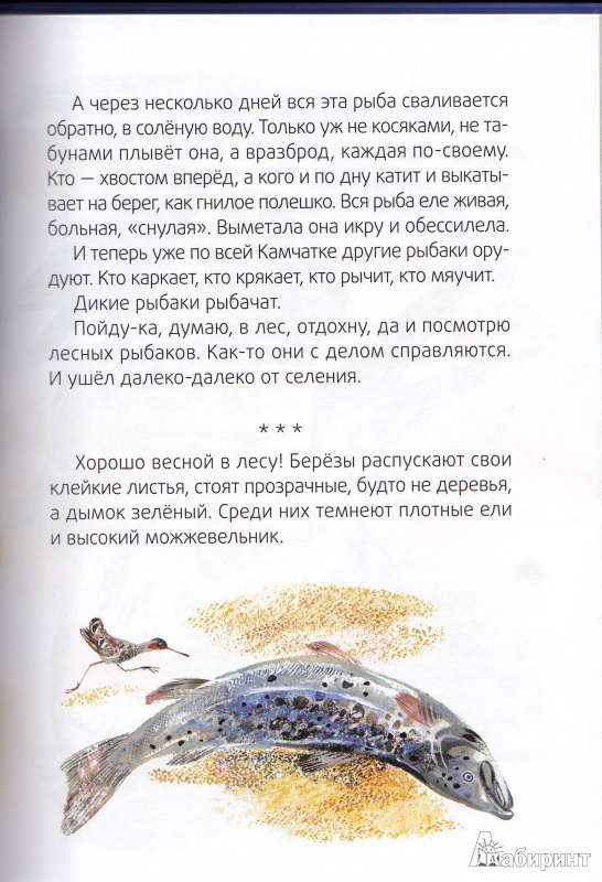 Иллюстрация 7 из 13 для Медведь-рыбак - Евгений Чарушин | Лабиринт - книги. Источник: Трубадур