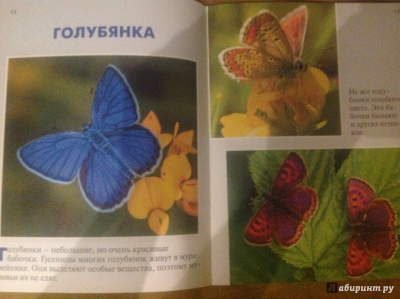 Иллюстрация 24 из 28 для Бабочки - Петр Волцит | Лабиринт - книги. Источник: Сизова  Анна
