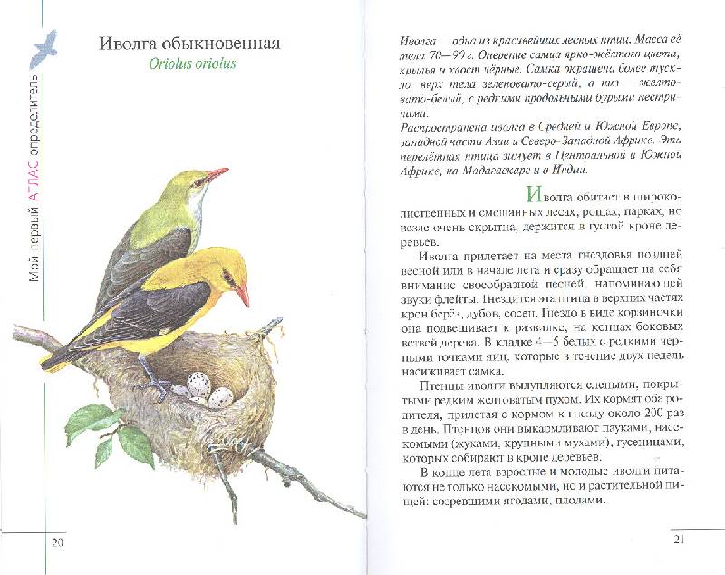 Иллюстрация 20 из 38 для Птицы леса - Бровкина, Сивоглазов | Лабиринт - книги. Источник: мамаОля