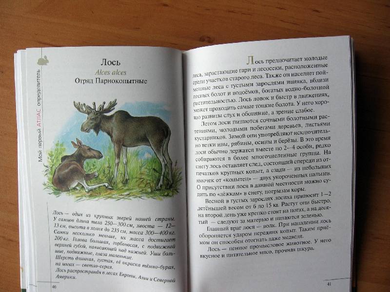 Иллюстрация 24 из 28 для Атлас. Животные леса (3582) - Бровкина, Сивоглазов | Лабиринт - книги. Источник: Red cat ;)