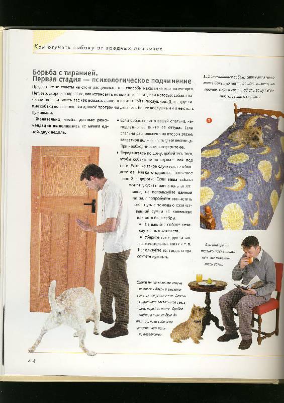 Иллюстрация 35 из 42 для Как отучить собаку от вредных привычек - Колин Теннант | Лабиринт - книги. Источник: ЛиС-а