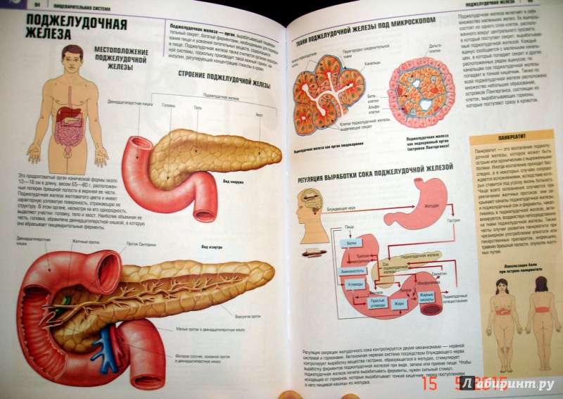 Иллюстрация 5 из 28 для Атлас анатомии - Адольфо Кассан | Лабиринт - книги. Источник: Kassavetes