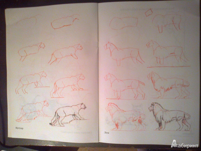 Иллюстрация 16 из 35 для Рисуем 50 кошек - Ли Эймис | Лабиринт - книги. Источник: strela
