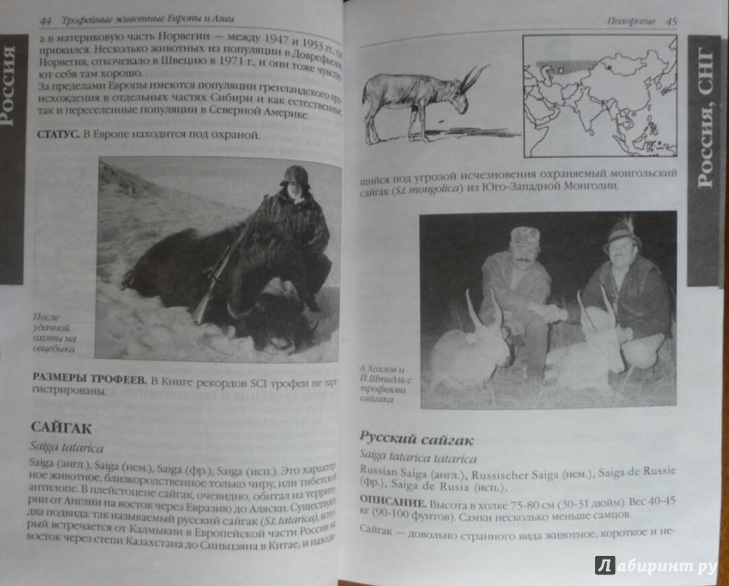 Иллюстрация 17 из 23 для Охотничьи (трофейные) животные Европы и Азии. Справочник для охотников | Лабиринт - книги. Источник: SiB