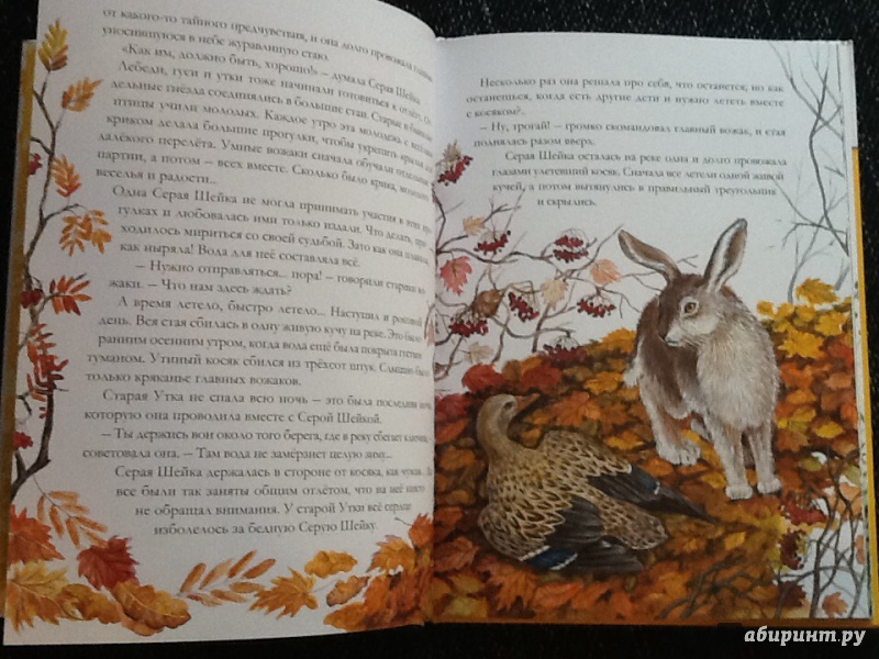 Иллюстрация 5 из 10 для Серая Шейка и другие сказки - Дмитрий Мамин-Сибиряк | Лабиринт - книги. Источник: Loveread