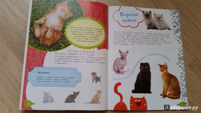 Иллюстрация 3 из 6 для Как воспитать котёнка | Лабиринт - книги. Источник: Плоникова  Светлана