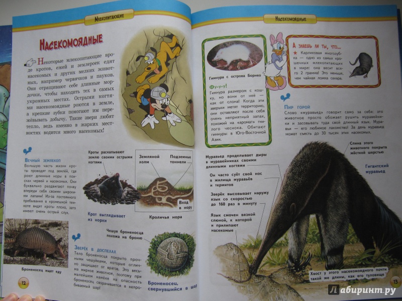 Иллюстрация 8 из 25 для Млекопитающие | Лабиринт - книги. Источник: Чернова  Анастасия Юрьевна