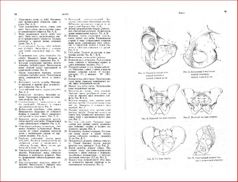 Иллюстрация 10 из 10 для Карманный атлас анатомии человека - Фениш, Даубер | Лабиринт - книги. Источник: alexss
