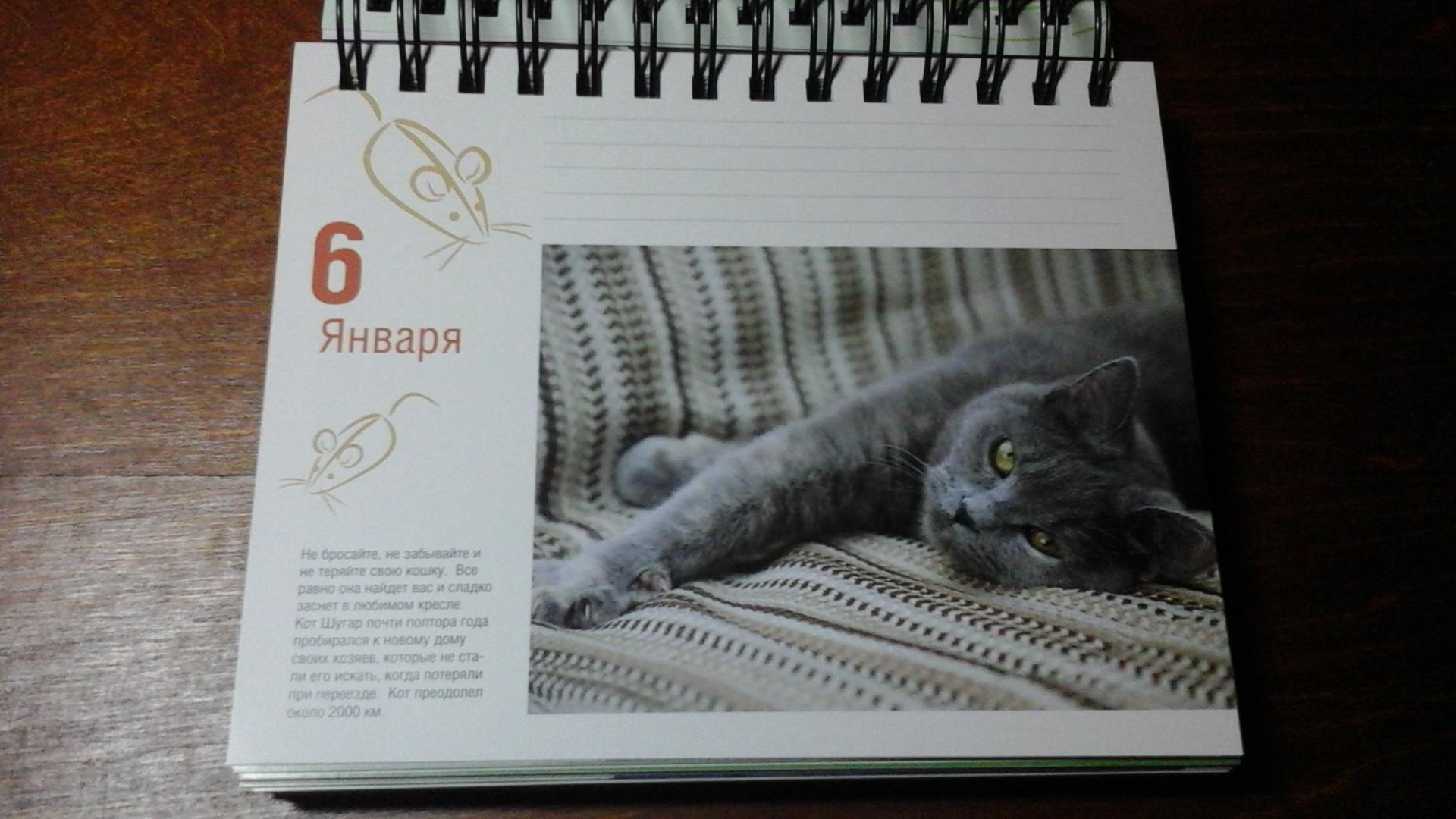 Иллюстрация 31 из 37 для Календарь "Котики. Лучшие кото-фото. 365 дней в году", универсальный - Евгения Гюнтер | Лабиринт - сувениры. Источник: ЛиС-а