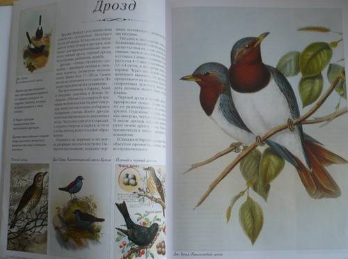 Иллюстрация 22 из 31 для Самые красивые птицы | Лабиринт - книги. Источник: Kle1174