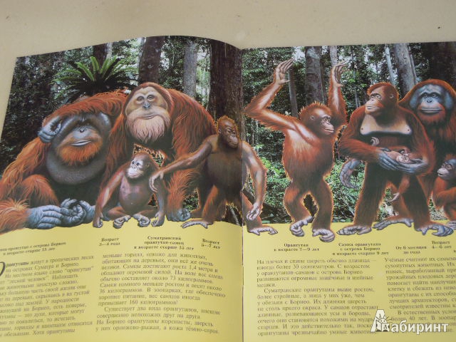 Иллюстрация 1 из 4 для Орангутаны - Шоу, Вексо | Лабиринт - книги. Источник: Iwolga