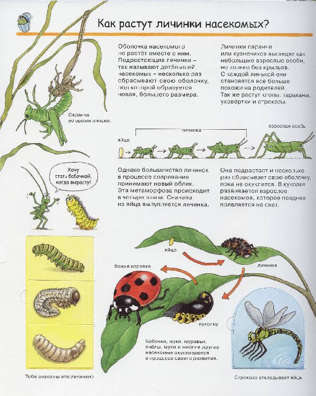 Иллюстрация 22 из 41 для Кто такие насекомые - Ангела Вайнхольд | Лабиринт - книги. Источник: Igra