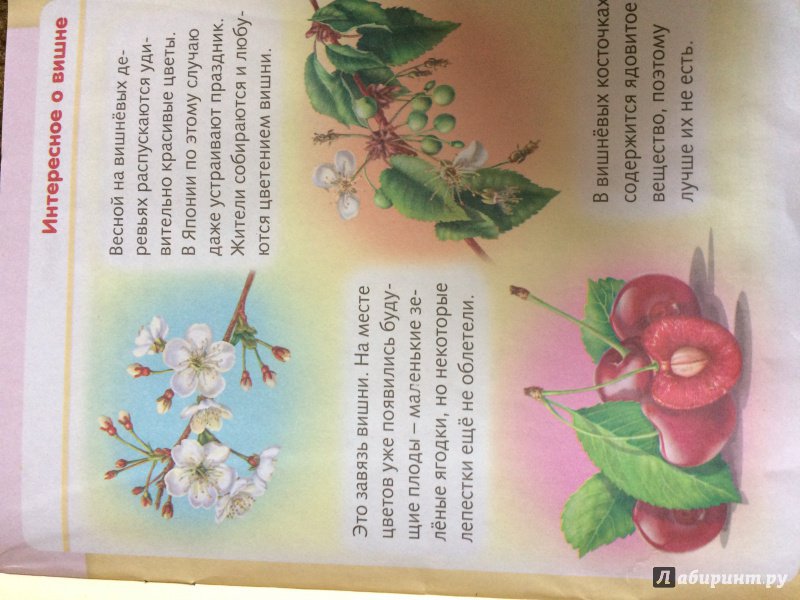 Иллюстрация 30 из 34 для Удивительные превращения. Как живут и развиваются растения - Марина Султанова | Лабиринт - книги. Источник: Лабиринт