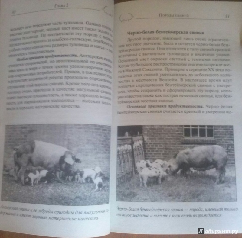 Иллюстрация 5 из 8 для Свиньи в личном хозяйстве. Выбор породы, содержание, разведение, профилактика заболеваний - Пайтц, Пайтц | Лабиринт - книги. Источник: SiB