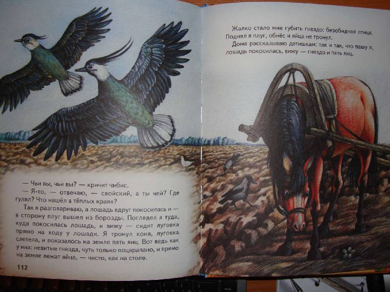 Иллюстрация 16 из 34 для Большая птичья книга | Лабиринт - книги. Источник: Нинуля