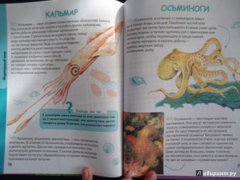 Иллюстрация 26 из 30 для Животные - Ирина Травина | Лабиринт - книги. Источник: Гречук  Светлана