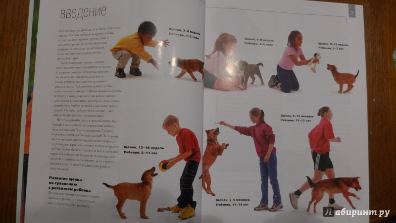 Иллюстрация 2 из 15 для Как воспитать щенка. Практическое руководство для детей и родителей - Сара Уайтхед | Лабиринт - книги. Источник: Кондрашева  Анна