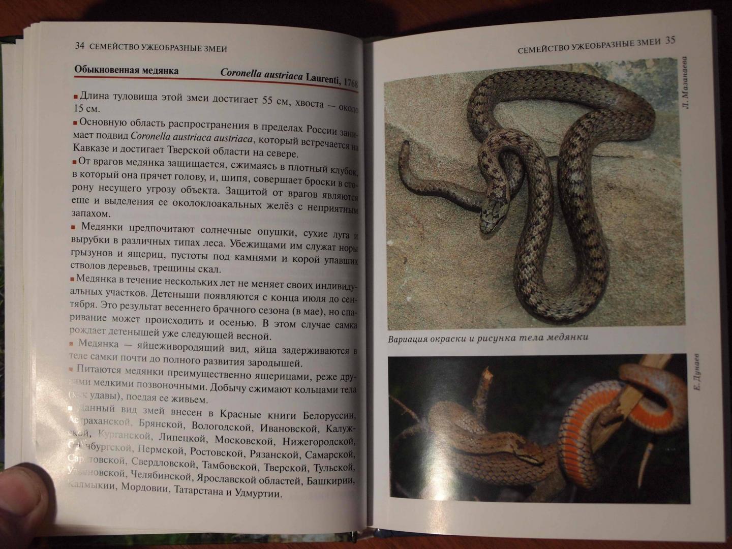 Книга про змея. Книги о змеях. Книги о змеях для детей. Змеи книга. Представители змей.