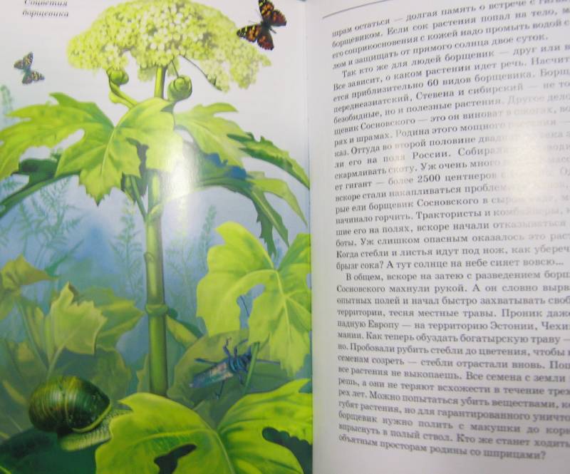 Иллюстрация 51 из 54 для Самые удивительные растения - Сергей Афонькин | Лабиринт - книги. Источник: Спанч Боб