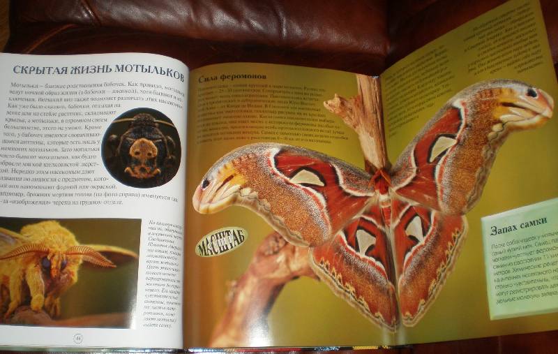 Иллюстрация 30 из 44 для Насекомые: жуки, пауки, бабочки и другие - Эндрю Дэвис | Лабиринт - книги. Источник: Гостья