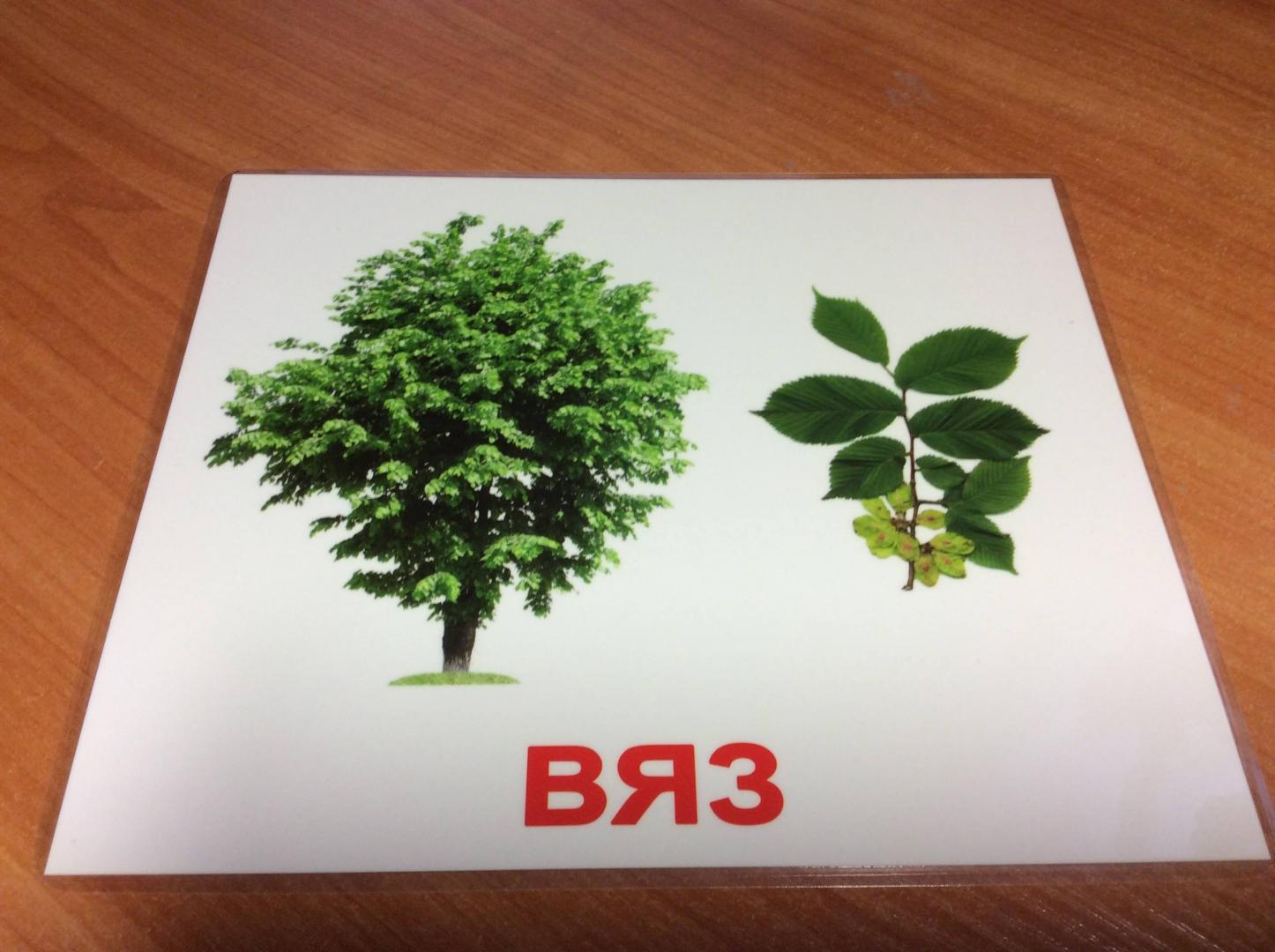 Иллюстрация 10 из 30 для Комплект карточек "Деревья" 16,5х19,5 см. - Носова, Епанова | Лабиринт - игрушки. Источник: BIMMER