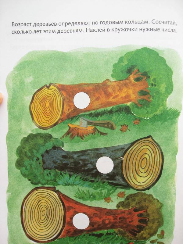 Иллюстрация 5 из 16 для Лесная полянка - Ольга Земцова | Лабиринт - книги. Источник: Ершова  Евгения