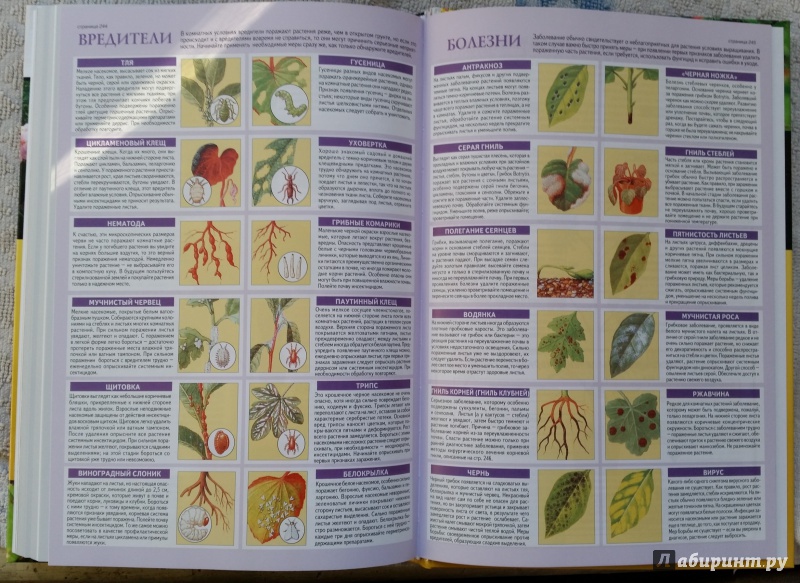 Иллюстрация 25 из 31 для Все о комнатных растениях - Дэвид Хессайон | Лабиринт - книги. Источник: pocket_tiger