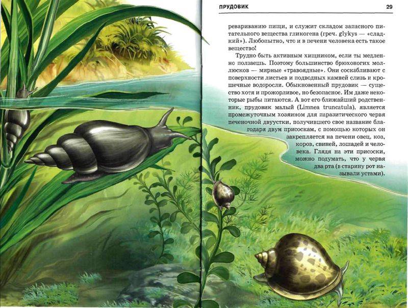 Чем питается малый прудовик. Книга жизнь в пресной воде. Малый прудовик жизненный цикл. Малый прудовик является промежуточным хозяином.