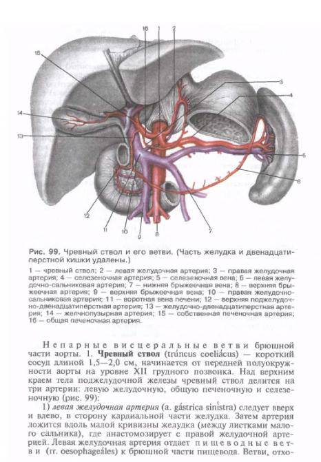 Чревный ствол и его ветви. Чревный ствол топографическая анатомия. Артерия и чревный ствол анатомия. Ветви чревного ствола анатомия. Чревный ствол: топография, ветви.