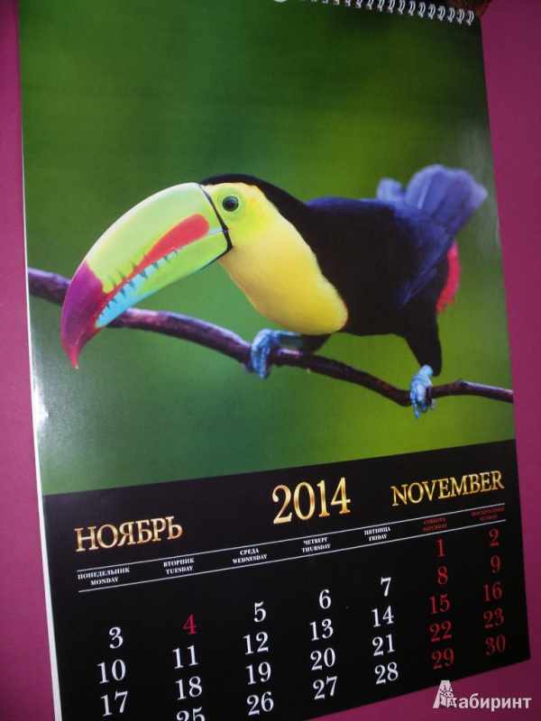 Иллюстрация 11 из 12 для Календарь 2014 "Дикая природа. Птицы" (КПВ1405) | Лабиринт - сувениры. Источник: Tiger.