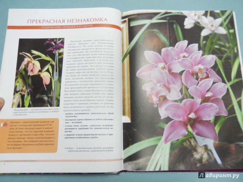 Иллюстрация 4 из 13 для Самые восхитительные орхидеи - Ирина Зайцева | Лабиринт - книги. Источник: dbyyb