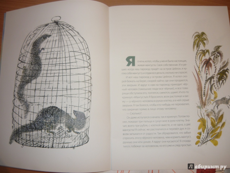 Иллюстрация 33 из 40 для Мангуста - Борис Житков | Лабиринт - книги. Источник: Костина  Наталья Алексеевна