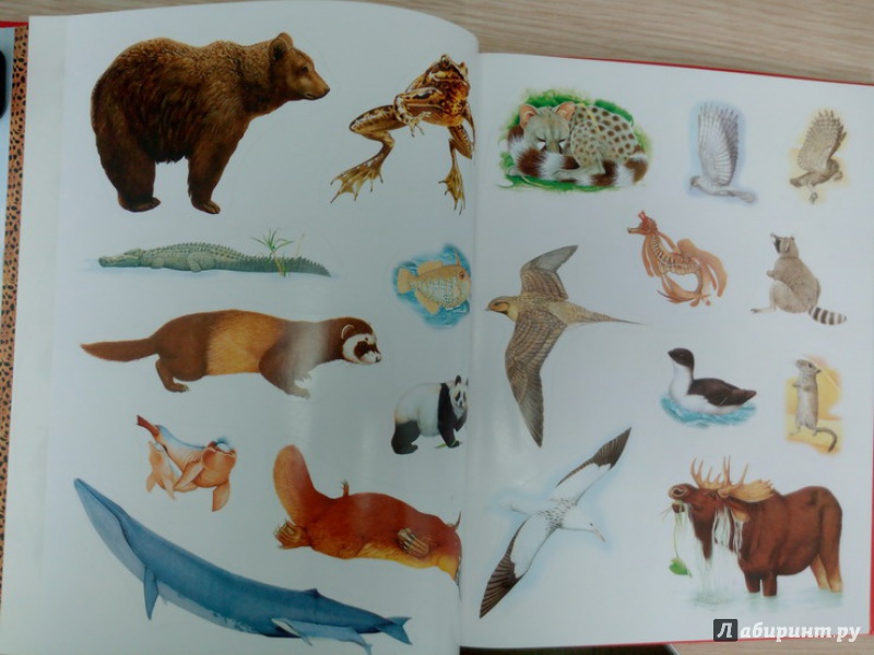 Иллюстрация 8 из 11 для Атлас животных с наклейками | Лабиринт - книги. Источник: TNadin
