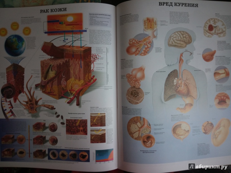 Иллюстрация 8 из 21 для Большой атлас анатомии человека | Лабиринт - книги. Источник: Анна Мельникова