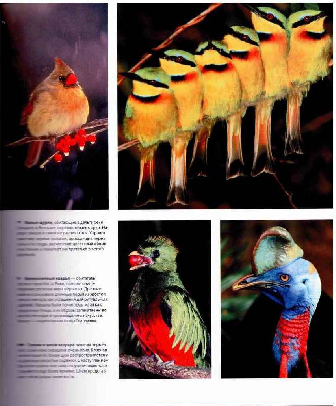 Иллюстрация 19 из 56 для В мире птиц. Энциклопедия - Джоанна Бургер | Лабиринт - книги. Источник: tsylpyry