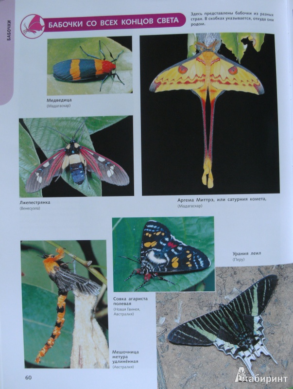 Иллюстрация 25 из 39 для Самые красивые в мире: бабочки, жуки, стрекозы, цикады, кузнечики, пауки и скорпионы | Лабиринт - книги. Источник: Комаров Владимир