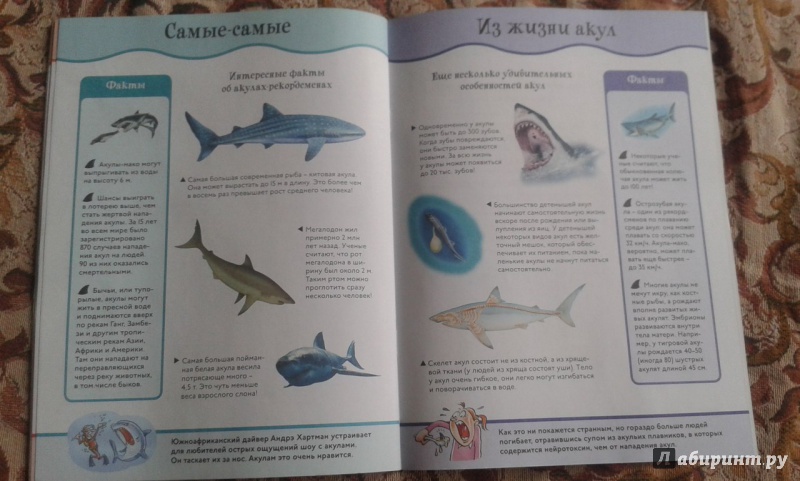 Иллюстрация 20 из 28 для Акулы | Лабиринт - книги. Источник: Соколенко  Света