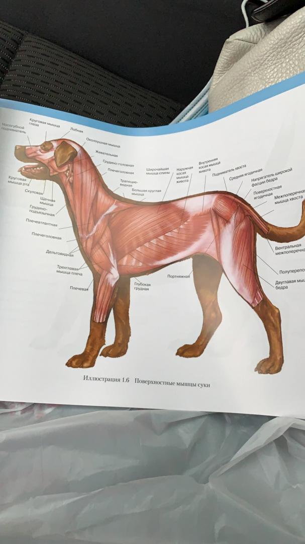 Иллюстрация 13 из 15 для Атлас анатомии мелких домашних животных - Маккракен, Кайнер | Лабиринт - книги. Источник: Лабиринт